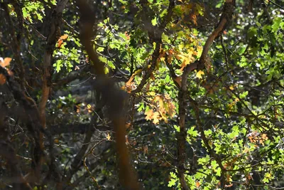 DSC_2272 (Large).JPG